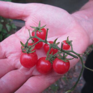 Everglades Tomatoes in a hand, this is to show off their size