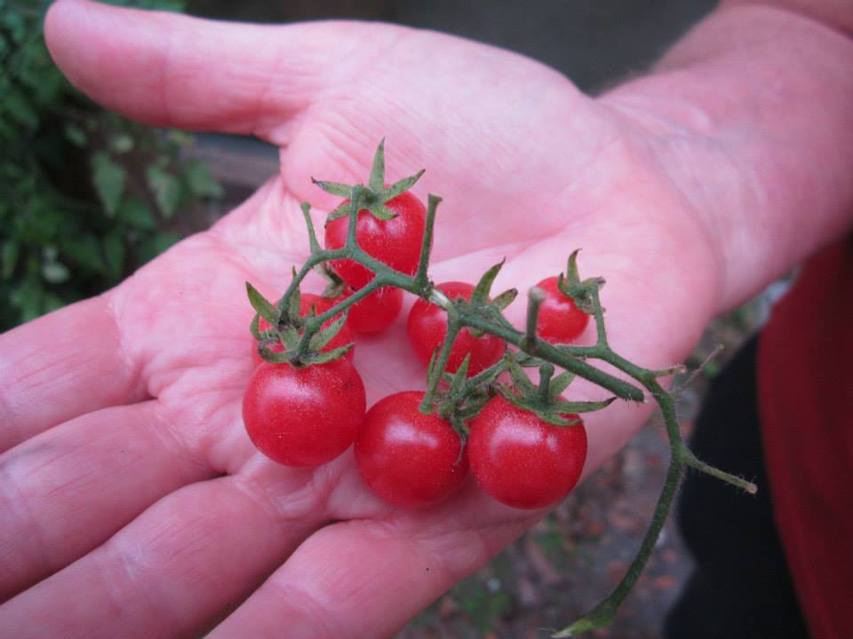 Everglades Tomatoes in a hand, this is to show off their size