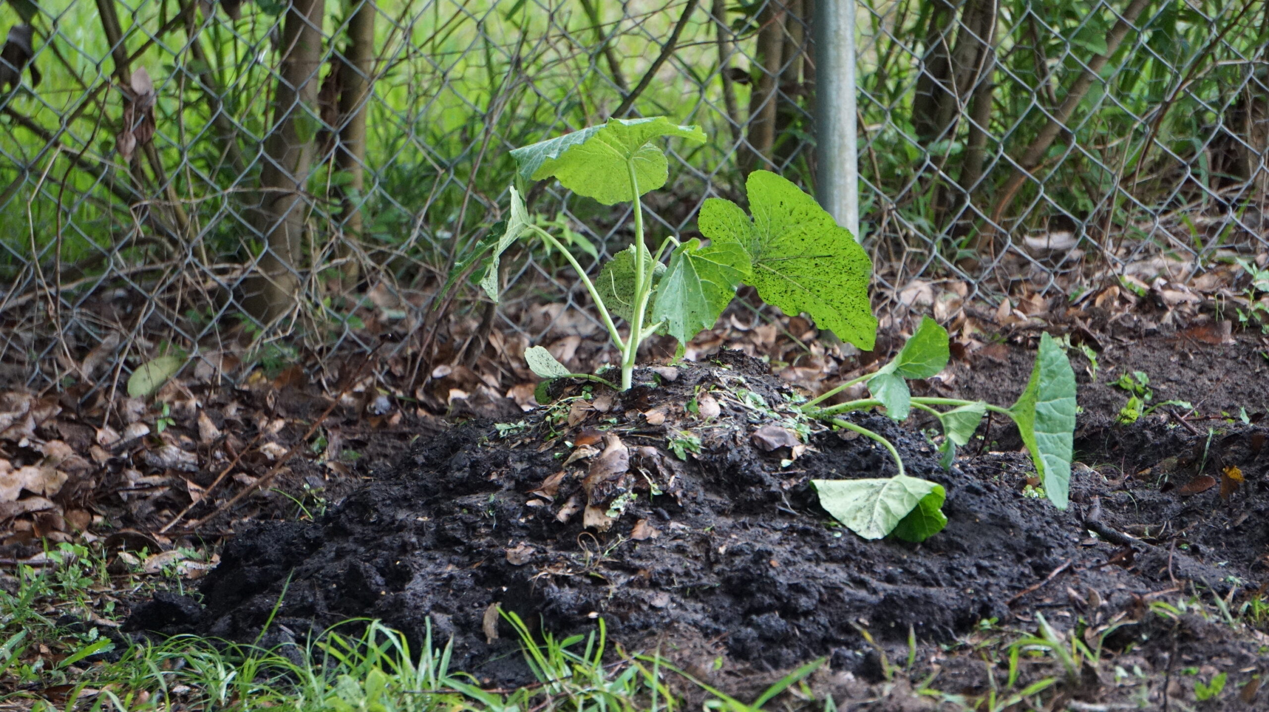 Seminole Pumpkin Plant groiwng out of a mound
