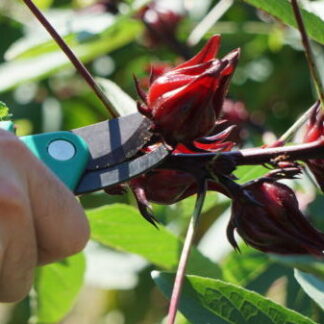 Pruners being used to harvest a Florida Cranberry