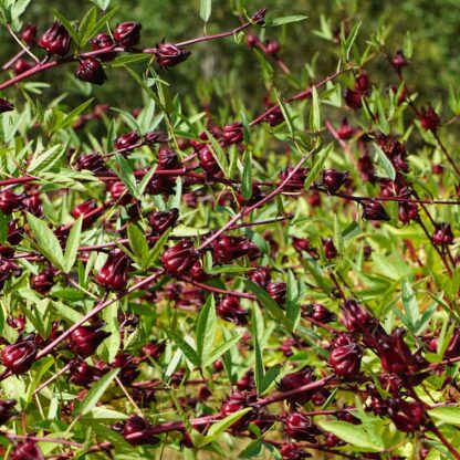 Cranberry Hibiscus Seeds - 40 Count - Edible Florida Native Gardening - July 2025 Harvest