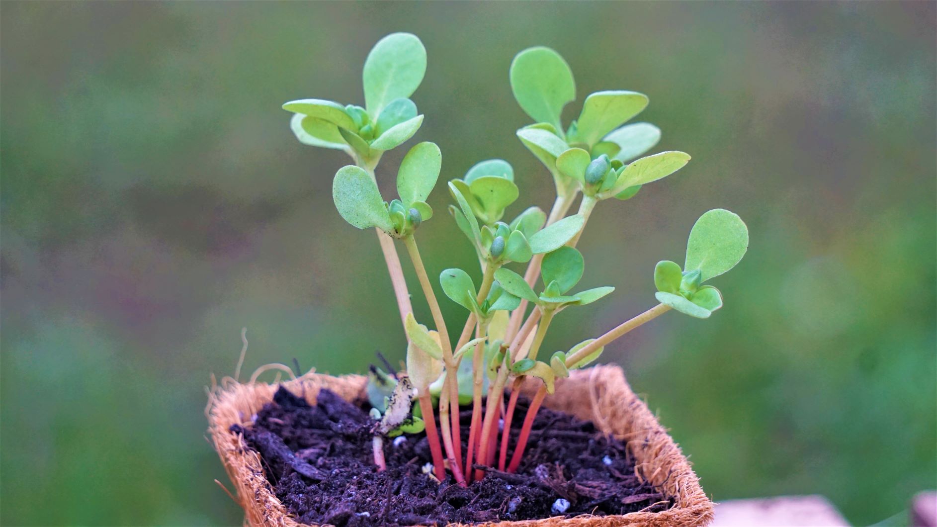 Purslane Omega 3 Herb 1 Plant