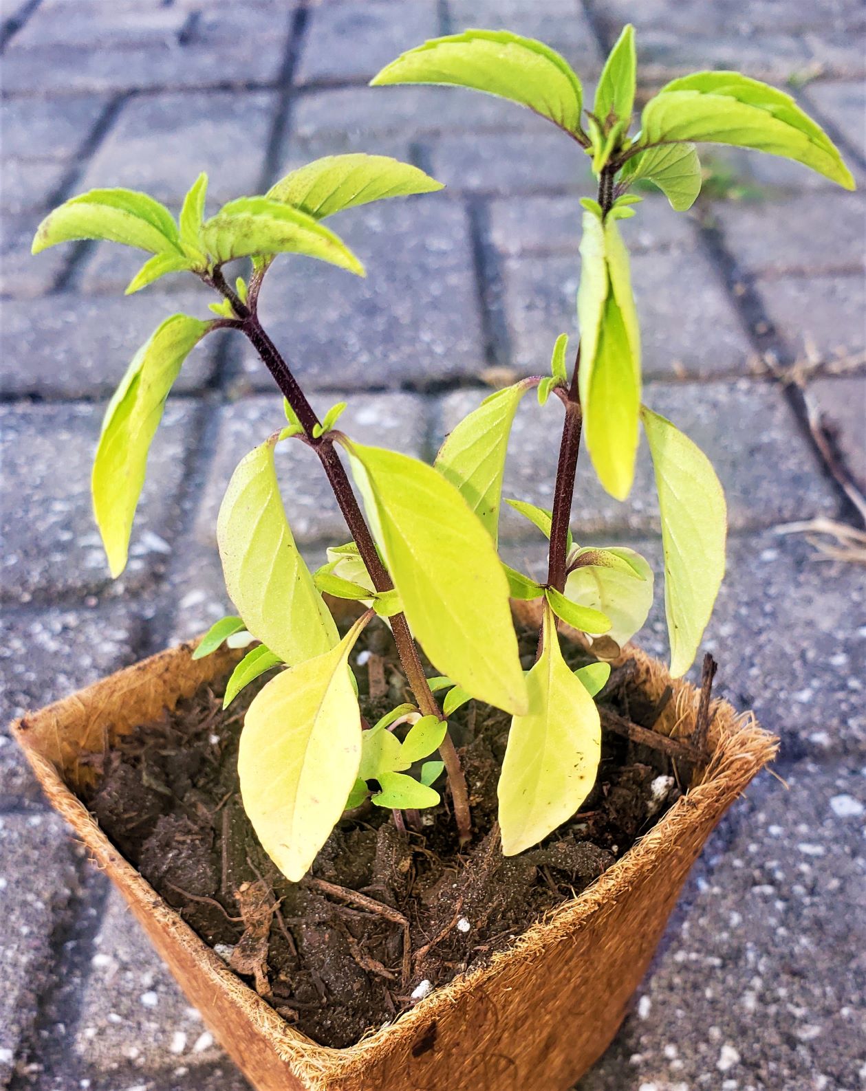 Thai Basil (holy Trinity) [1 Plant] - Florida Seed & Garden