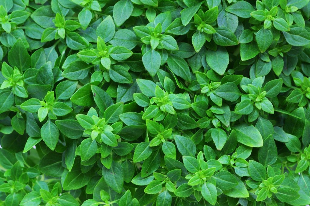 Lime Basil 70 Seeds