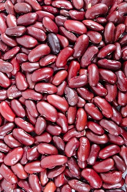 Dark Red Kidney Beans (20+ Seeds) - Florida Seed & Garden