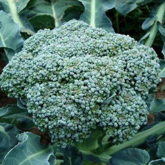 Broccoli [Waltham 29] (140+ Seeds)