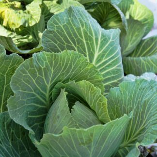 Early Jersey Wakefield Cabbage (120+ Seeds)