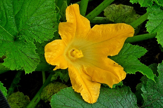 Male Flower
