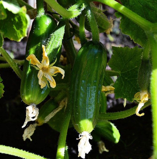 Spacemaster Cucumber Seeds: Compact & High-Yielding for Urban Gardens –  Gardeners Basics