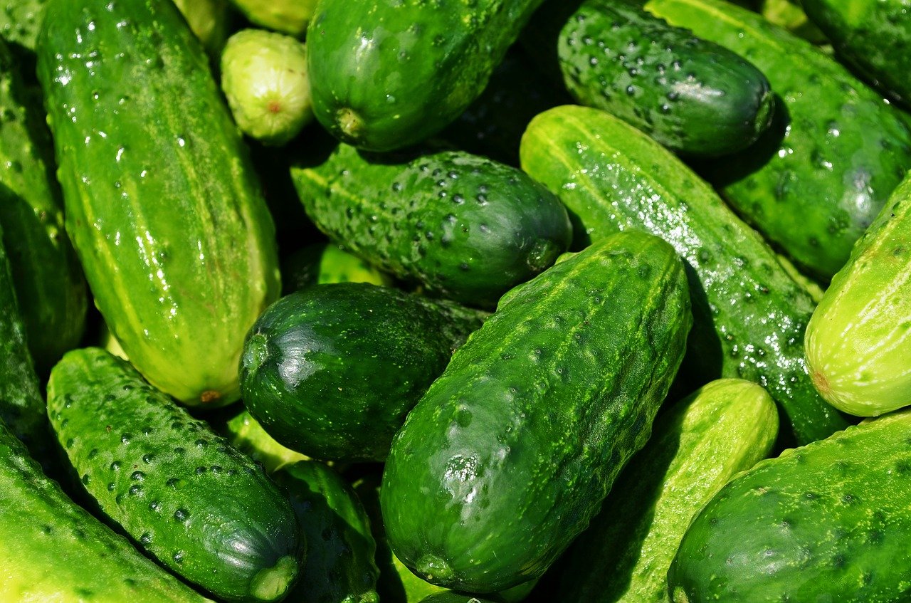 Sumter Cucumber (40+ Seeds) - Florida Seed & Garden