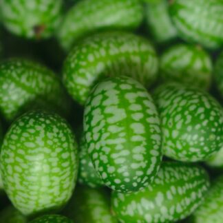 Mexican Sour Gherkin [Mouse Melon] (80+ Seeds)