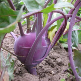 Purple Kohlrabi Plant