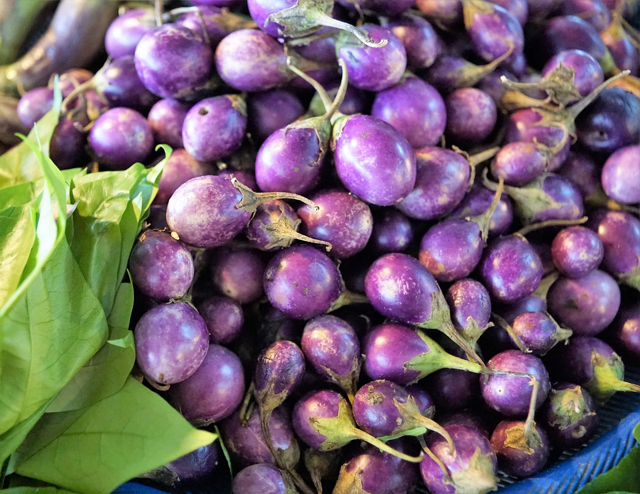 Eggplant тайский