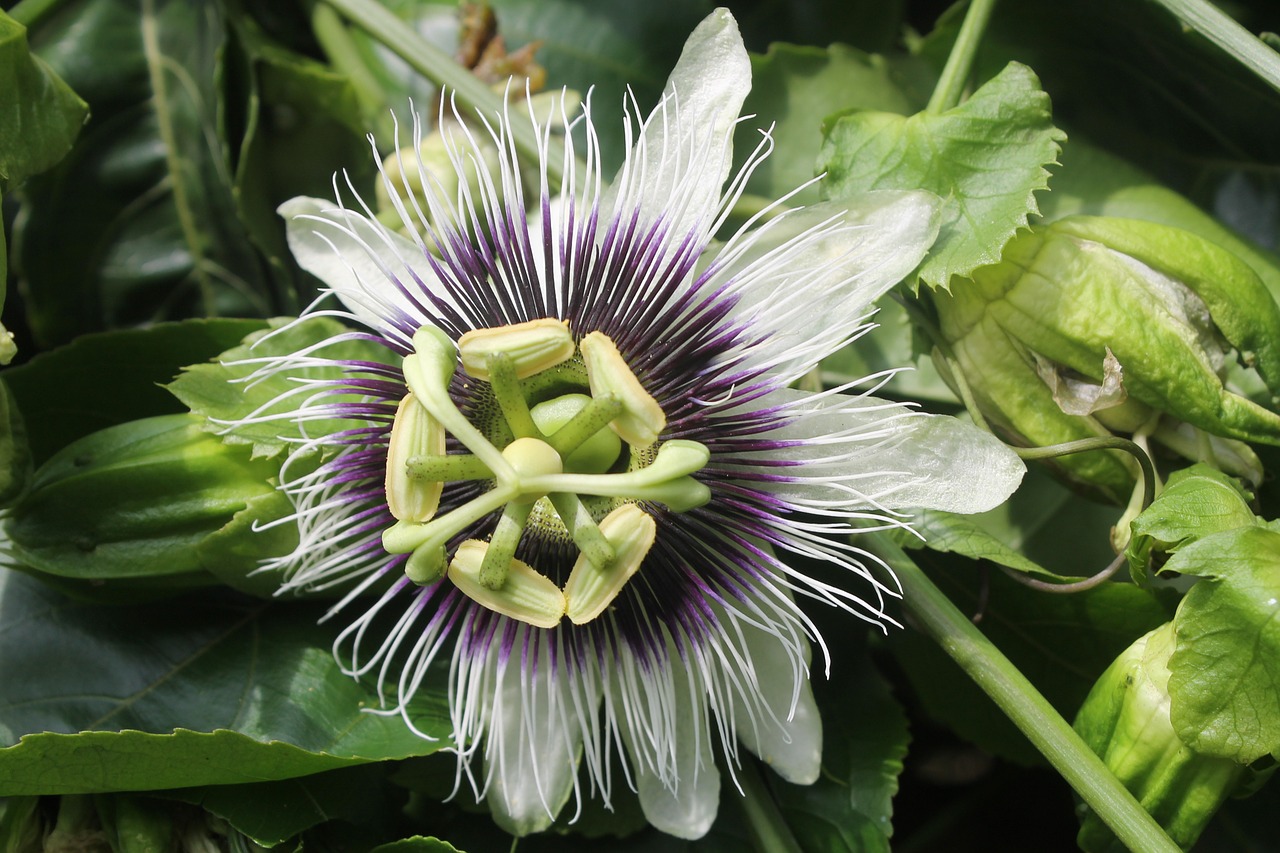 Passiflora Edulis – Frederick – Edible Purple Passion Fruit Plant