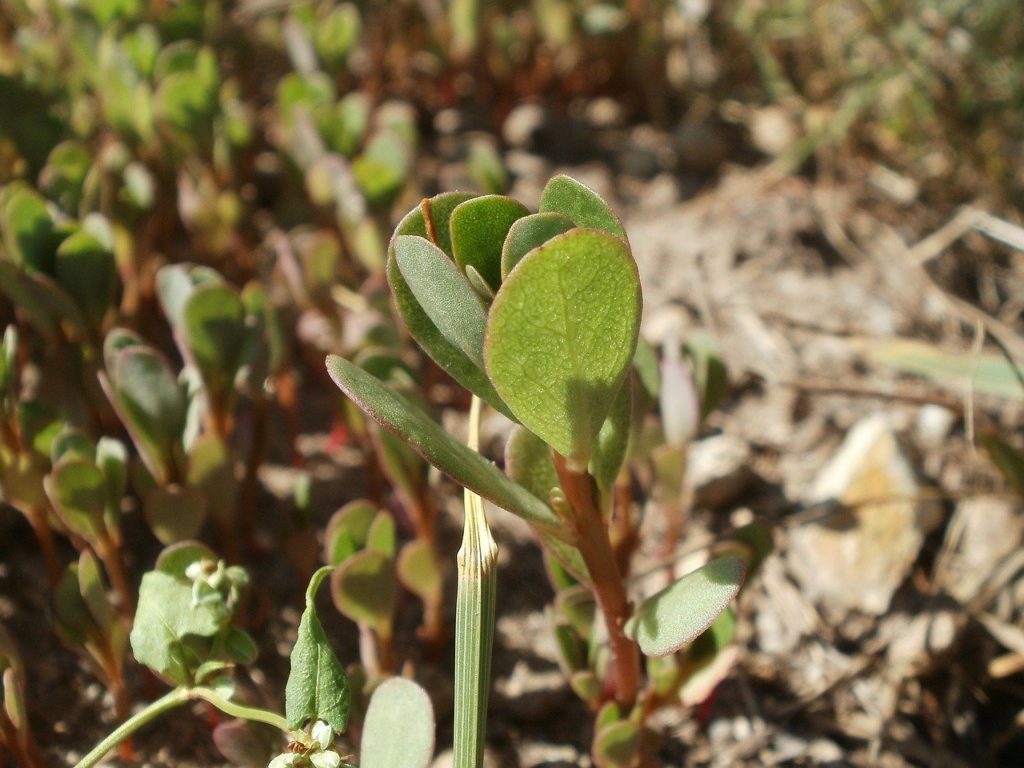 Purslane Omega 3 Herb 600 Seeds Florida Seed Garden