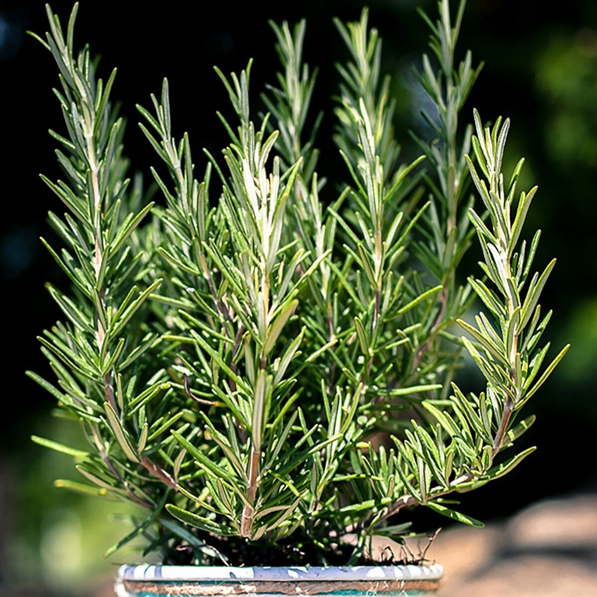 Rosemary Herb Plant