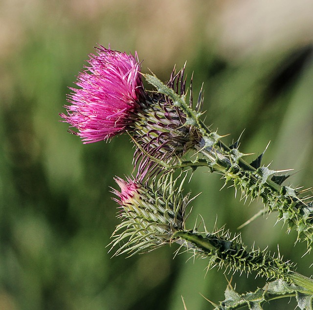 Milk Thistle Supplement