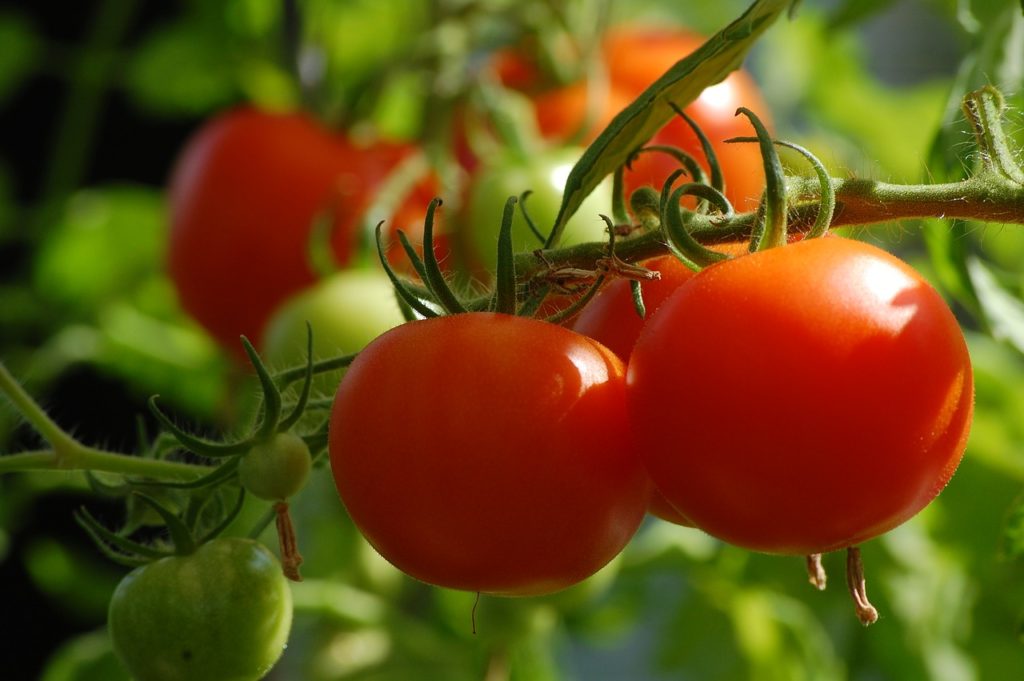 Floradade Tomato, Standard (Slicing) Tomato (Lycopersicon esculentum)