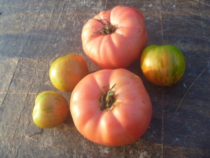 Brandywine Tomato (30+ Seeds) - Florida Seed & Garden