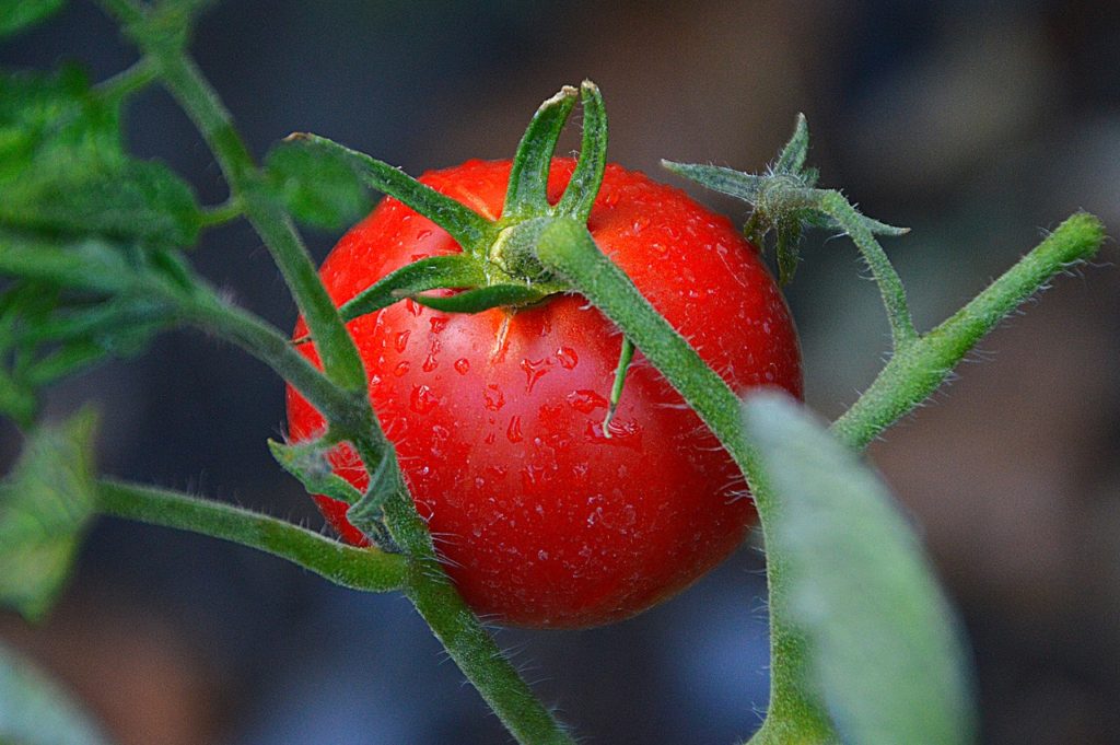 Floradade Tomato, Standard (Slicing) Tomato (Lycopersicon esculentum)