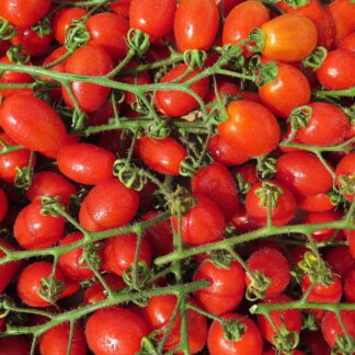 Crovarese Grape Tomato (30+ Seeds)