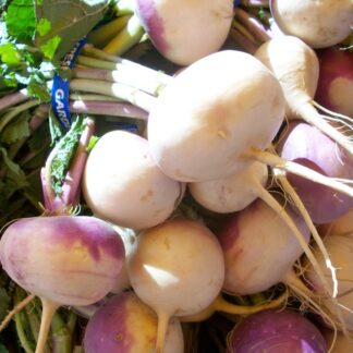 Purple Top Turnip